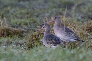Sandpipers and godwits